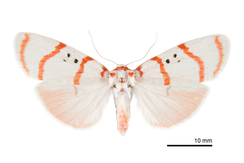 Cyana subalba Female